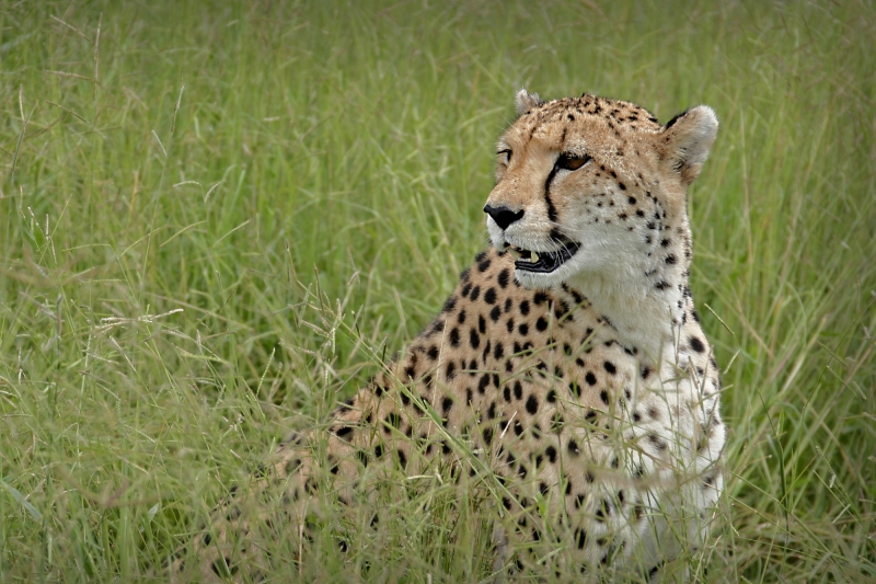 Botswana--pure nature